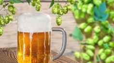 Dražší pivo i chléb: Ceny pšenice letí nahoru, ječmene bude málo