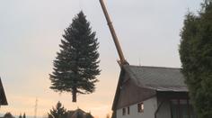 VIDEO: Stříbrný smrk ozdobí liberecké náměstí