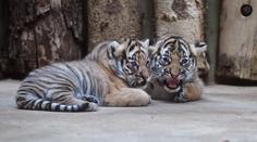 Tygříci z pražské zoo mají jména. Co znamená Bulan a Wanita?