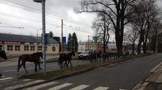 Splašené stádo koní letělo Jihlavou. Ohrožovali auta i chodce