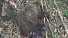 Na Slovensku někdo zastřelil medvědici! Zůstala po ní tři mláďata