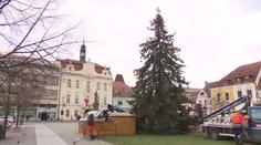 V Berouně se hádají o vánoční strom "ukradený" z tamního sídliště