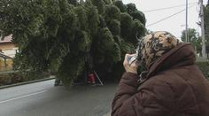 Mária (97) zasadila jedli před 40 lety. Darovala ji na vánoční strom