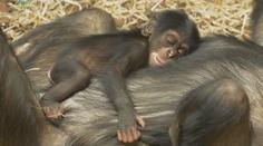 Ostravská Zoo se pochlubila záběry roztomilého mláděte šimpanze