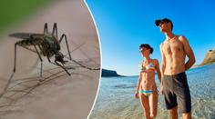 Komáři v Chorvatsku: Místní úřady poslaly vzkaz českým turistům