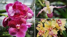 Úžasné triky orchidejí: Hmyz se s nimi chce pářit! GALERIE