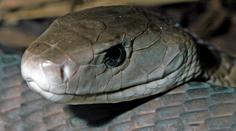 Protijed zabral! Muž, kterého uštkla mamba, už je při vědomí
