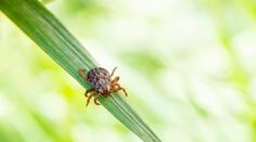Aktivita klíšťat je na úplném maximu! Hrozí velké nebezpečí