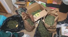 Policie našla byt plný marihuany. Byly v něm desítky rostlin a 50 gramů konopí