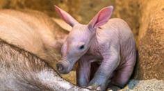 Malý hrabáč se v pražské zoo již předvádí před návštěvníky! FOTO