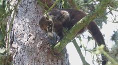 Z jihlavské ZOO uprchl samec nosála. Chytit ho se nepodařilo ani hasičům
