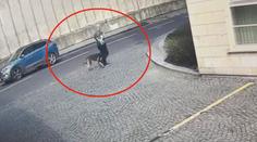 Pes napadl a pokousal dítě v Praze. Policie obviní muže, který ho venčil