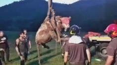 Kráva bojovala o život hluboko ve studni. Život ji zachránili hasiči