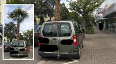 Čeho jsou řidiči schopní? Tenhle machr zkoušel převézt obří palmu!