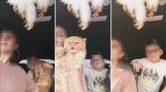 Žena si za jízdy hrála s kočkou, vezla nepřipoutaného syna. Vše vysílala