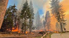 Světoznámé sekvoje v Yosemitu v ohrožení. Park sužují rozsáhlé požáry