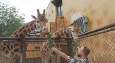 Zoo v Olomouci láká na krmení žiraf a mládě hrabáče. Děti zabaví i lanový park