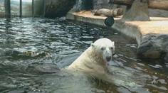"Chybíte nám," píší zoo a sdílejí fotky opuštěných areálů. Potřebují pomoc