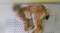 Policie řeší mrtvého rysa na Šumavě. Mohl ho zabít projíždějící vlak