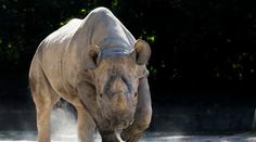 Samice nosorožce Eliška zahynula v Tanzanii: Poranil ji nápadník!