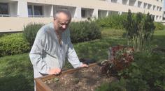 Zloději se neštítí ničeho. Seniorům v jihlavské nemocnici ukradli rajčata