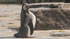 Zázrak v pražské zoo. Mládě tučňáka vyhodili z hnízda, chovatelé ho zachránili