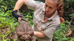 V Austrálii našli obří ropuchu, mohlo by jít o rekordní exemplář