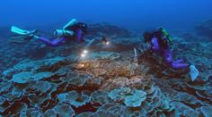 Umělecké dílo na dně oceánu. U Tahiti objevili vzácný nedotčený korálový útes