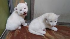 V hodonínské zoo slaví úspěch. Narodila se tu dvě lví mláďata