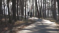 Na Plzeňsku se budou kácet stromy, podívejte se, kde si dát pozor