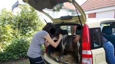 Němka pašovala shetlandského poníka do Česka v kufru auta