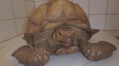 V obci Pořín se zatoulala obří želva, strojvedoucí kvůli ní zastavil vlak