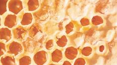 Medový skandál: Včelaři stále mlží. Kde se vzala antibiotika?