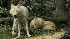 Z brněnské zoo utekla smečka vlků, podhrabali se pod plotem