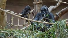 Koronavirus i nadále trápí pražskou zoo. Onemocněly další dvě gorily