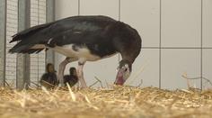 Celý svět závidí české zoo! Jejím úspěchem je agresivní husa