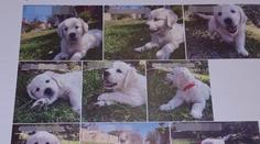 Velký podvod se štěňaty labradorů. Dvojici naletěly stovky lidí