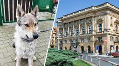 PŘEHLED: Stát prodává zajímavé domy. Získat ale můžete dokonce i psa