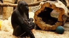 Další přírůstek v pražské zoo! Matka slavné gorily Moji je březí