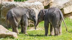V pražské zoo pokřtili dvě letošní slůňata. Dostala krásná jména