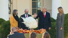 Donald Trump udělil milost krocanovi. Pokračoval tak v letité tradici