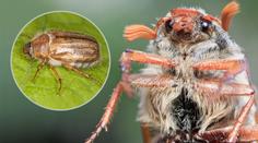 Češi se děsí kalamity chroustů! Entomolog řekl, jak lidem škodí