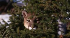 Pozor, ze zooparku utekla dospělá puma! Lidé by neměli chodit ven