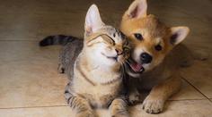Pozor na vaše miláčky: Tito chlupáči přenášejí koronavirus nejčastěji