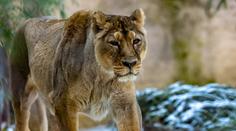 Ostravská zoologická zahrada utratila lvici. Byla vážně nemocná