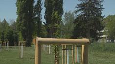 České Budějovice mají první městský sad. Kompenzuje vykácené stromy