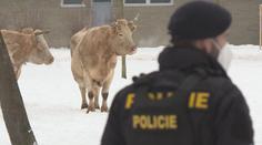 Krávy na útěku zaměstnaly policisty i hasiče. Přepravce zvířat čeká trest