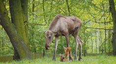 VIDEO: V chomutovské zoo se narodila losí dvojčátka