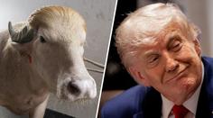 Buvol vypadá jako Donald Trump. Stal se hvězdou, místo porážky míří do zoo