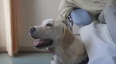 Řecko vsadilo na psí terapii. Onkologickým pacientům pomáhá labrador